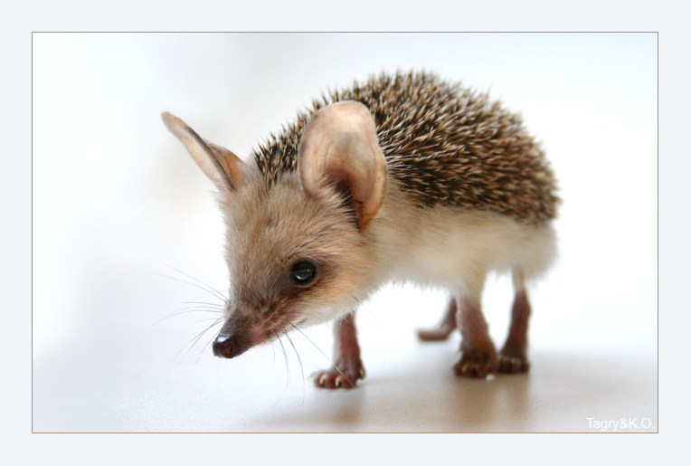 A hedgehog passing by