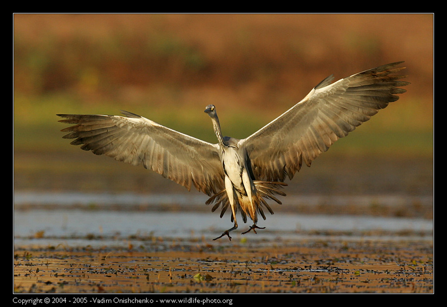 Сommon heron