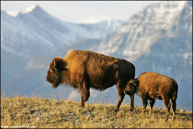 buffalo