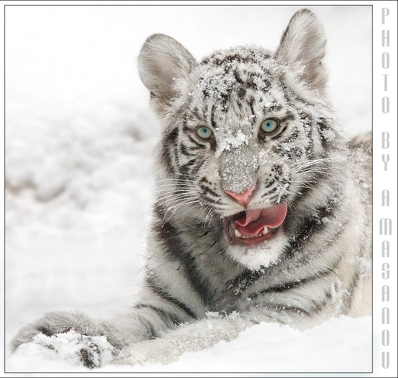 Winter portrait