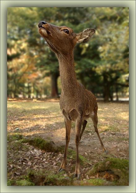 Curious deer