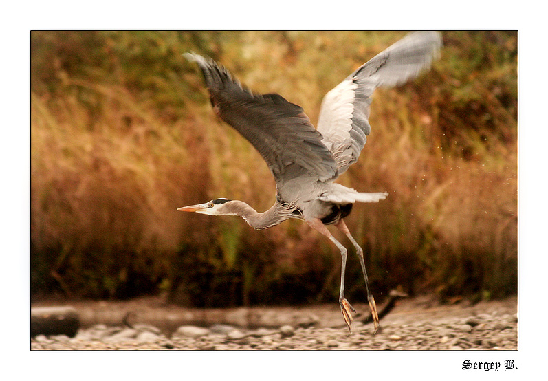 American Heron