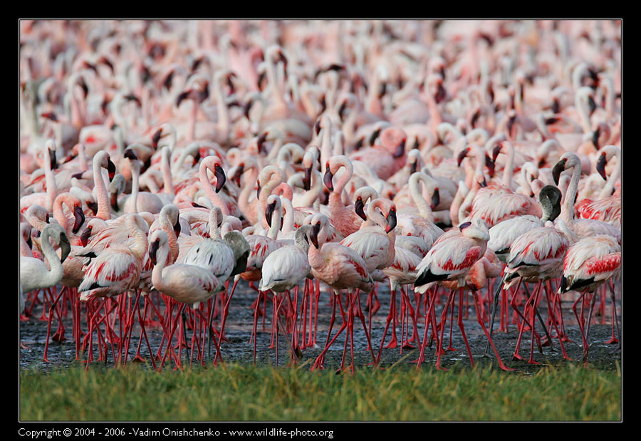 Flamingos of the lake Nakuru