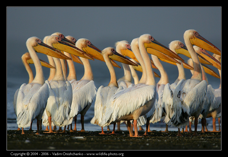 Pelicans of the lake Nyvasha