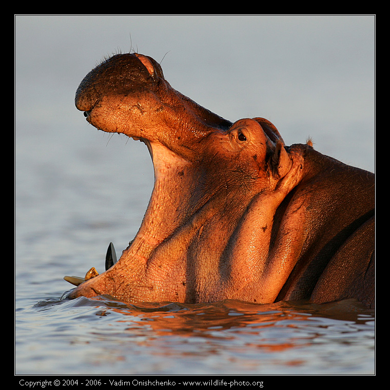 Hippopotamus