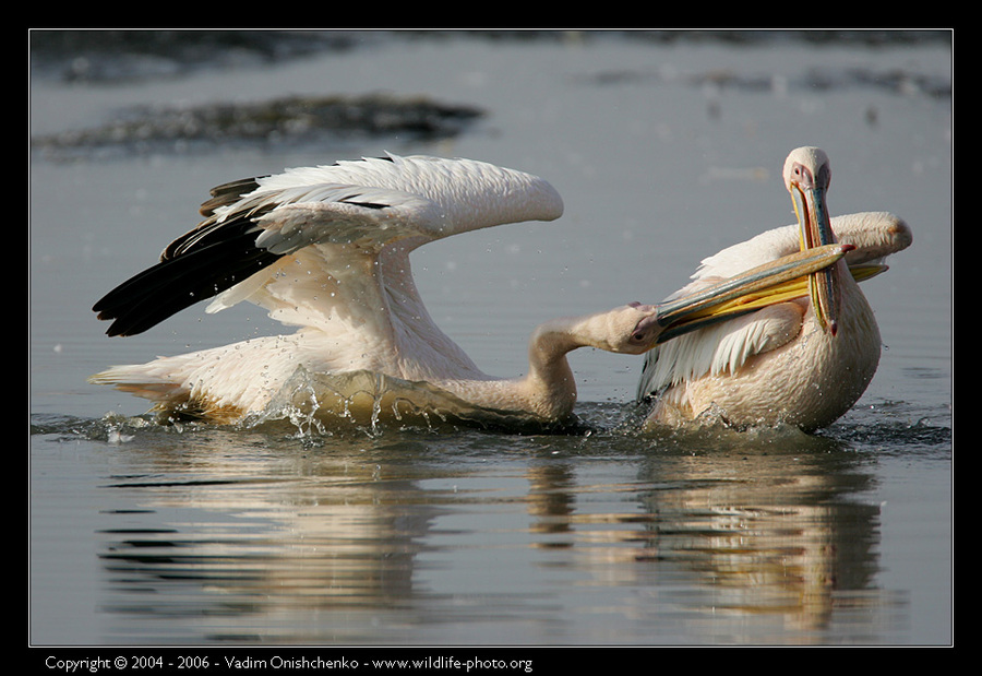 Pelicans of the lake Nakuru