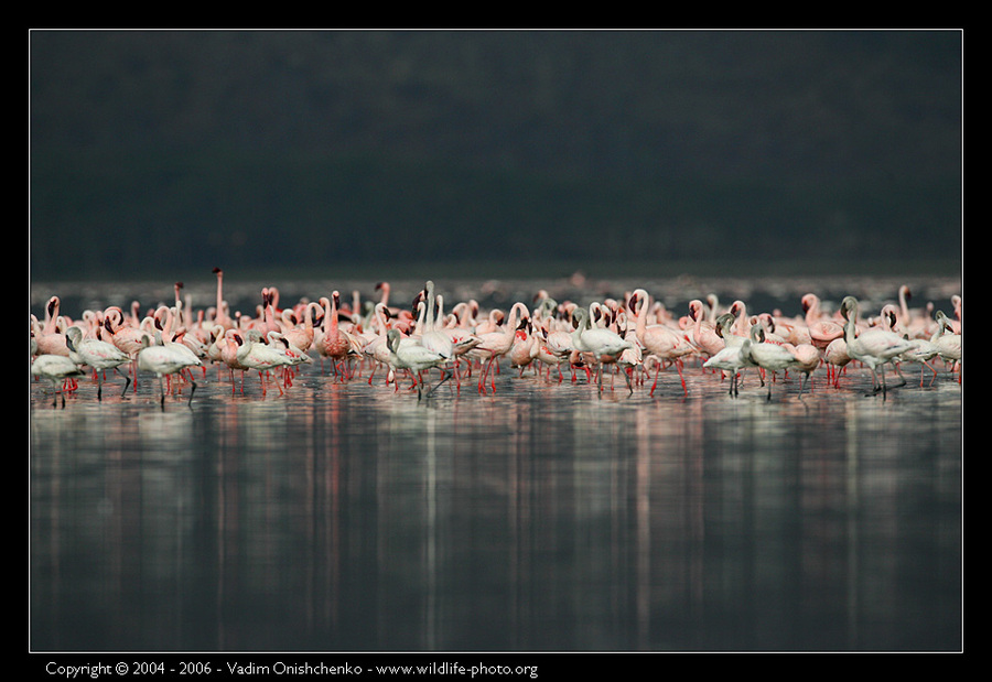 Flamingos of the Nakuru Lake