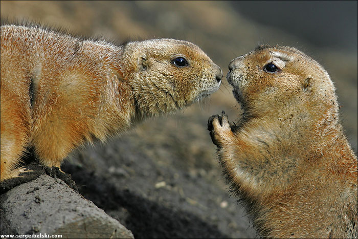 First kiss 