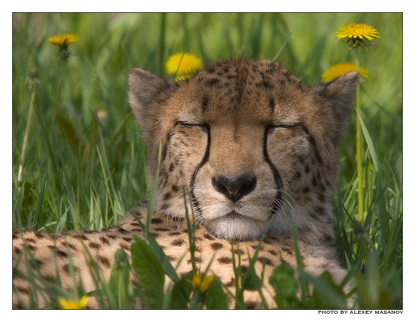 Dandelion dreams