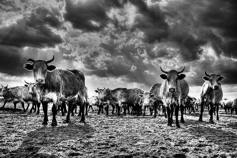 Cows of the Caribbean