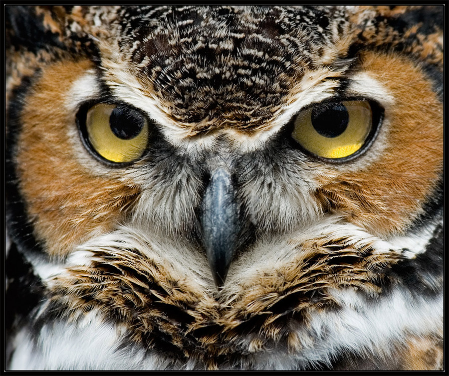 Stare | beak, bird, owl
