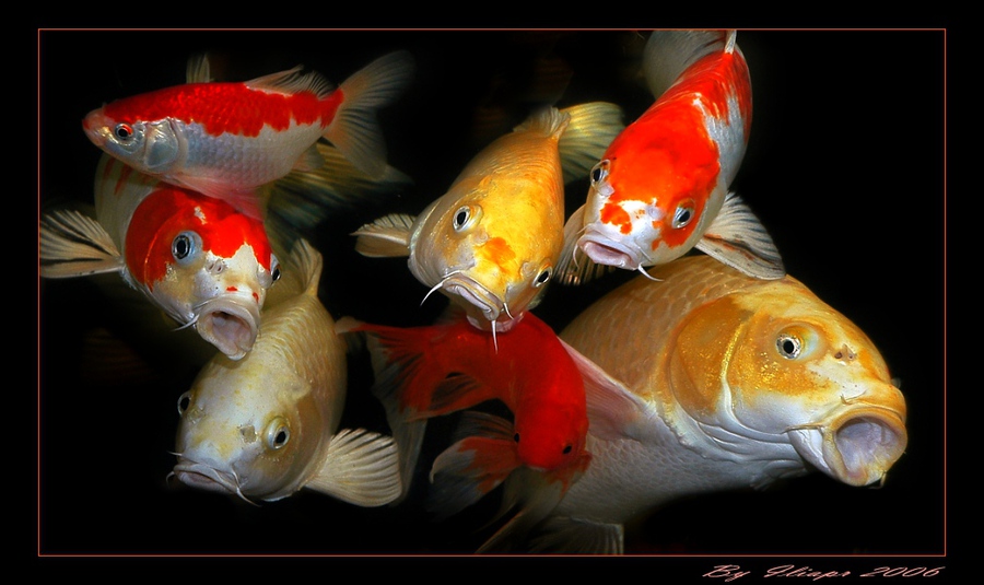 Fish choir