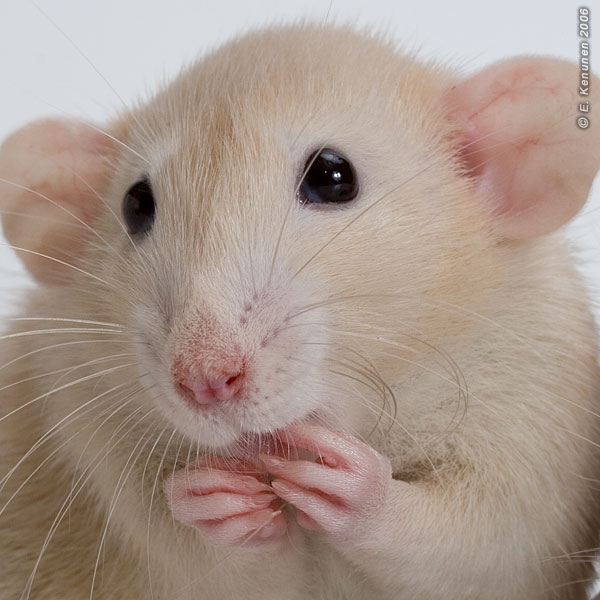 A classic portrait of a rat