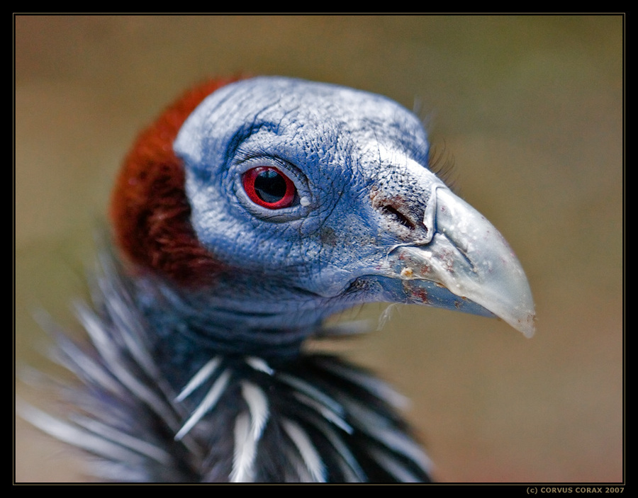 vulturine guineafowl