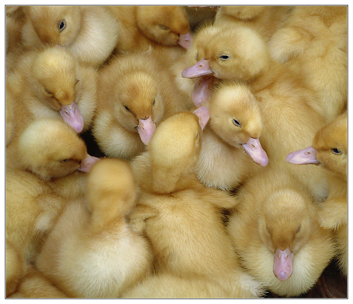 Ducklings