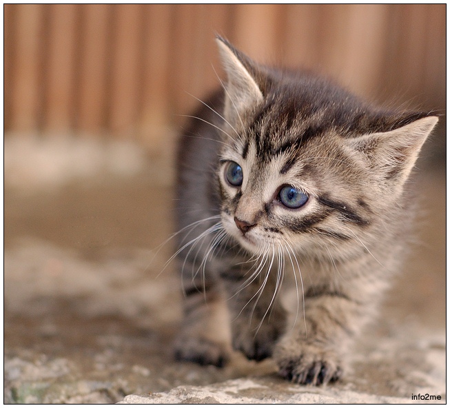 Walking kitten