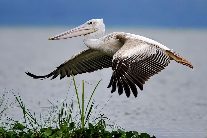 The boeing of the lake