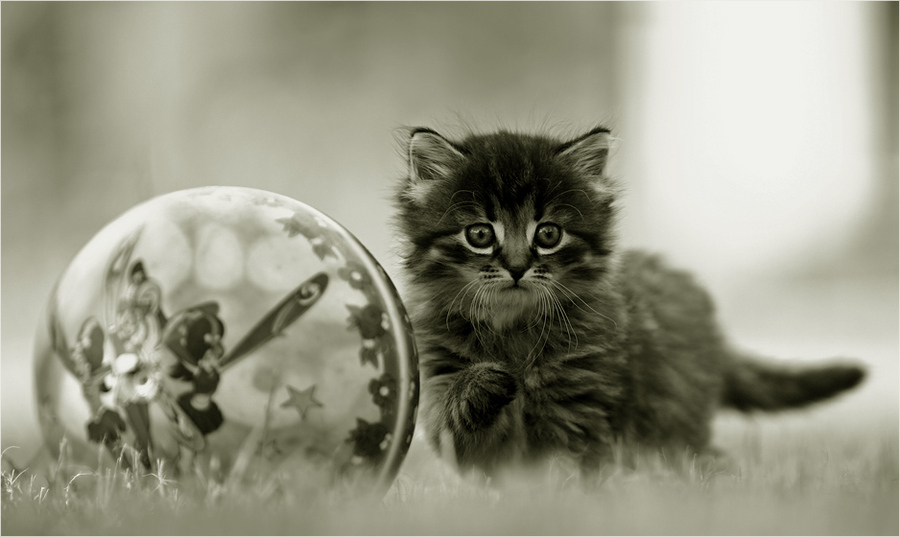 About meow and ball | grass, cub, black and white, cat