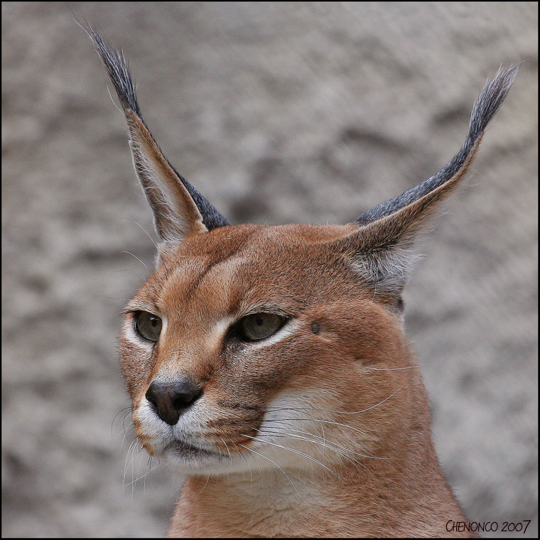 A beauty with long ears