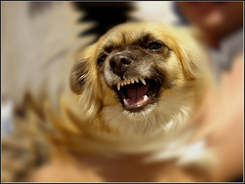 Little angry dog Little angry dog