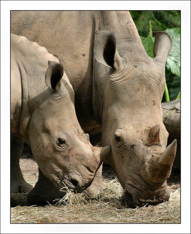 White rhinos