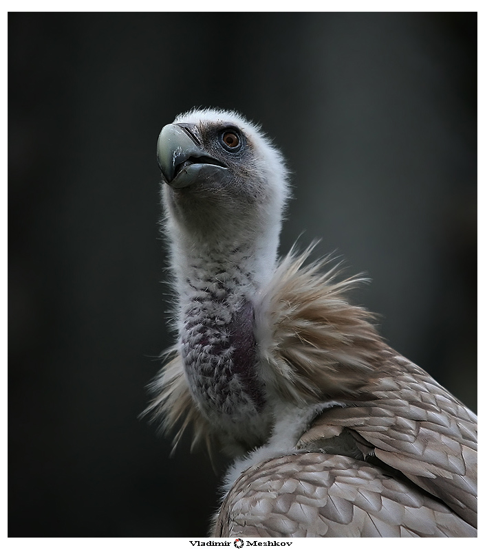 Griffon vulture, portrait of a bird