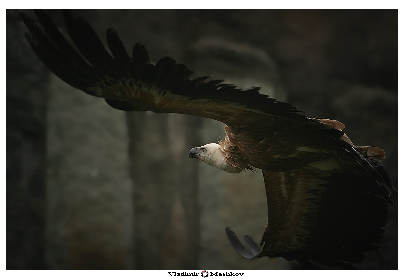 Griffon vulture