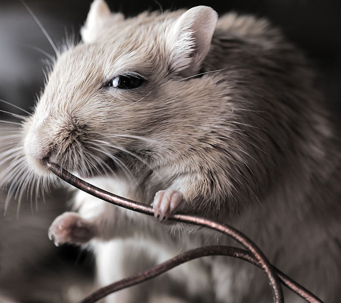 Little rodent Little rodent