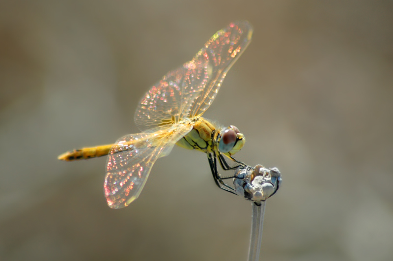 Dragonfly