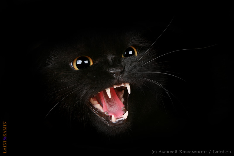 Panther Panther