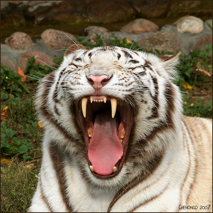 The Bengalese yawn