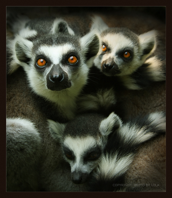 Lemurs