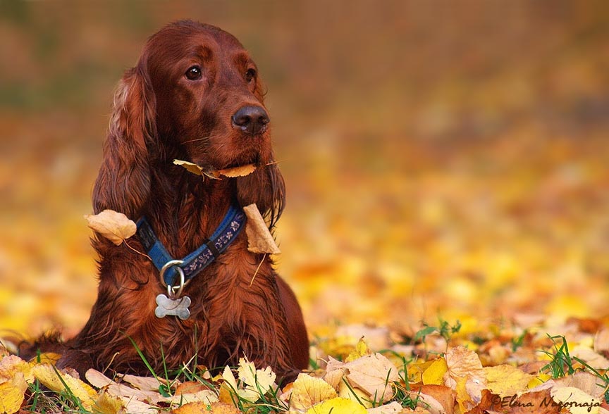 Just setter, just autumn...