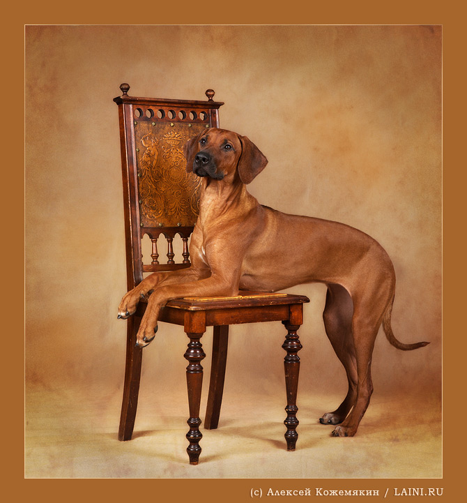 Rhodesian ridgeback