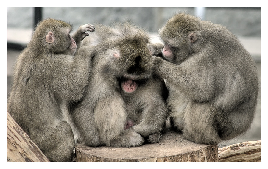 November in Moscow Zoo