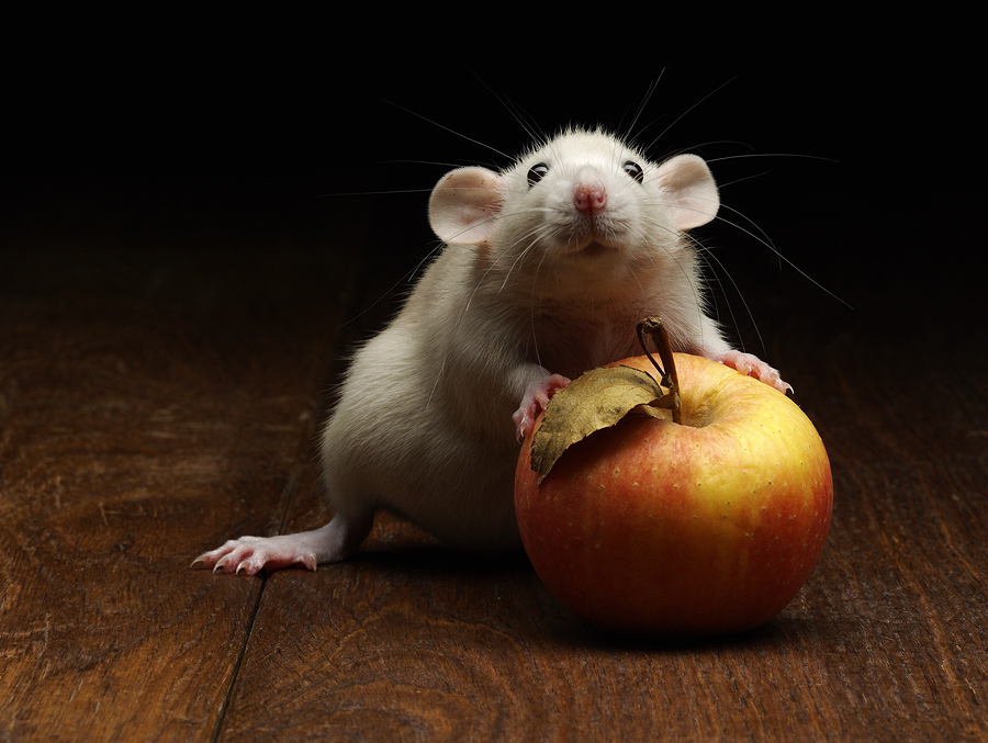 Apple for Diana Apple for Diana