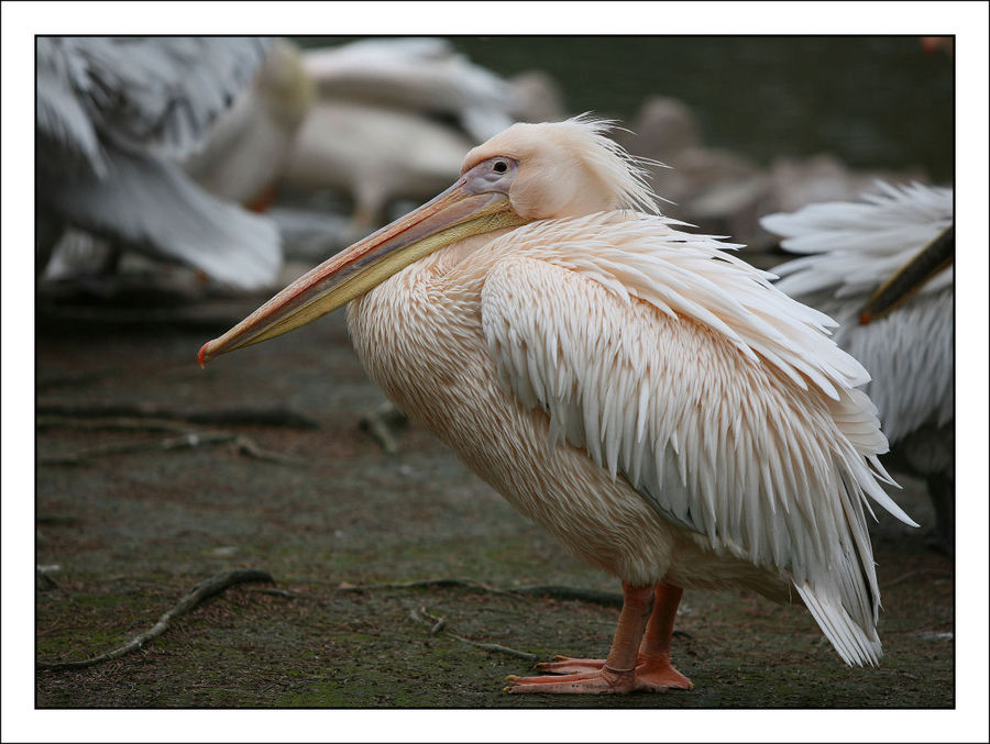 Poor pelican, Shanghai winter