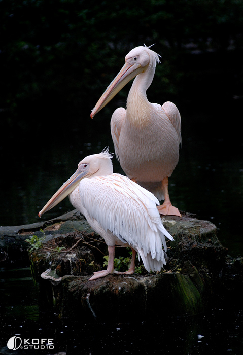 Pelicans
