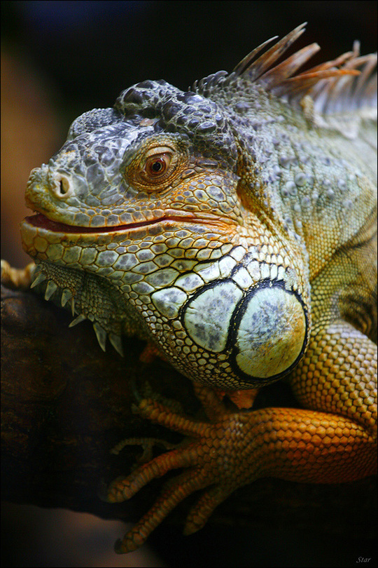 Iguana