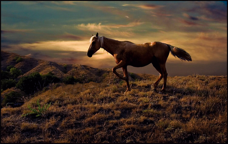 Horse Horse