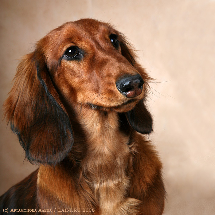 Dachshund