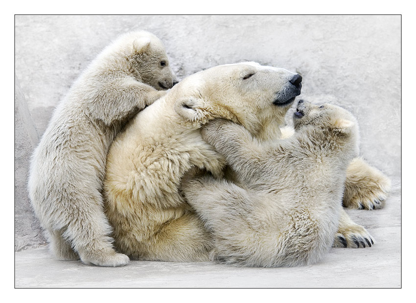 Mom, wake up! | snow, bear, cub, polar bear