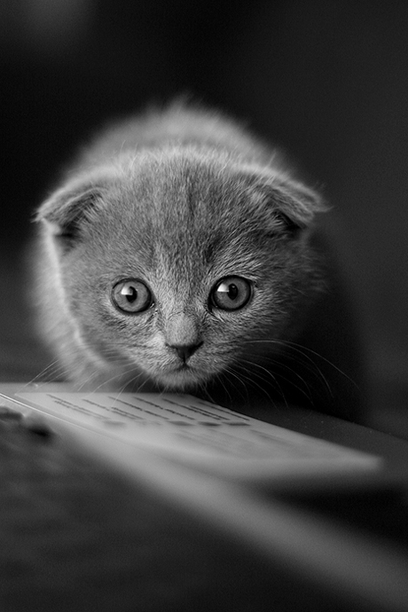 Marla | black and white, cub, cat