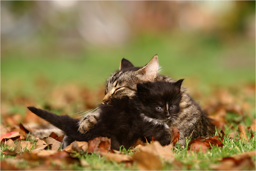Do you still love us, mom? Do you still love us, mom?