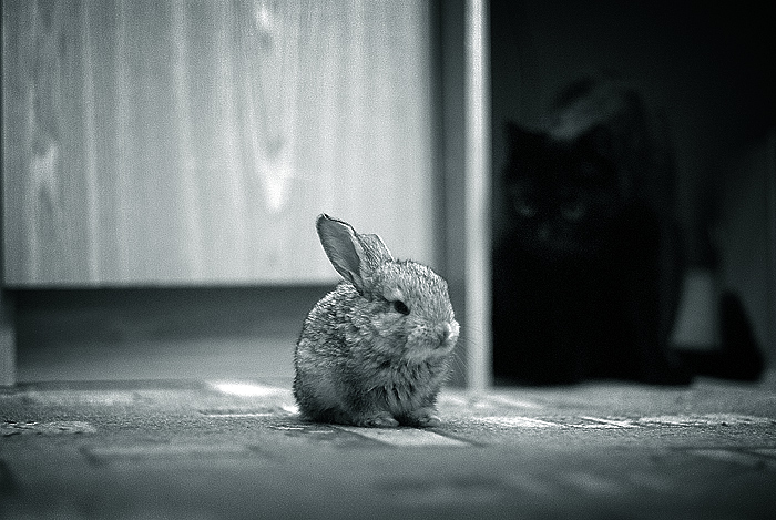 ambush | cub, cat, black and white, rabbit