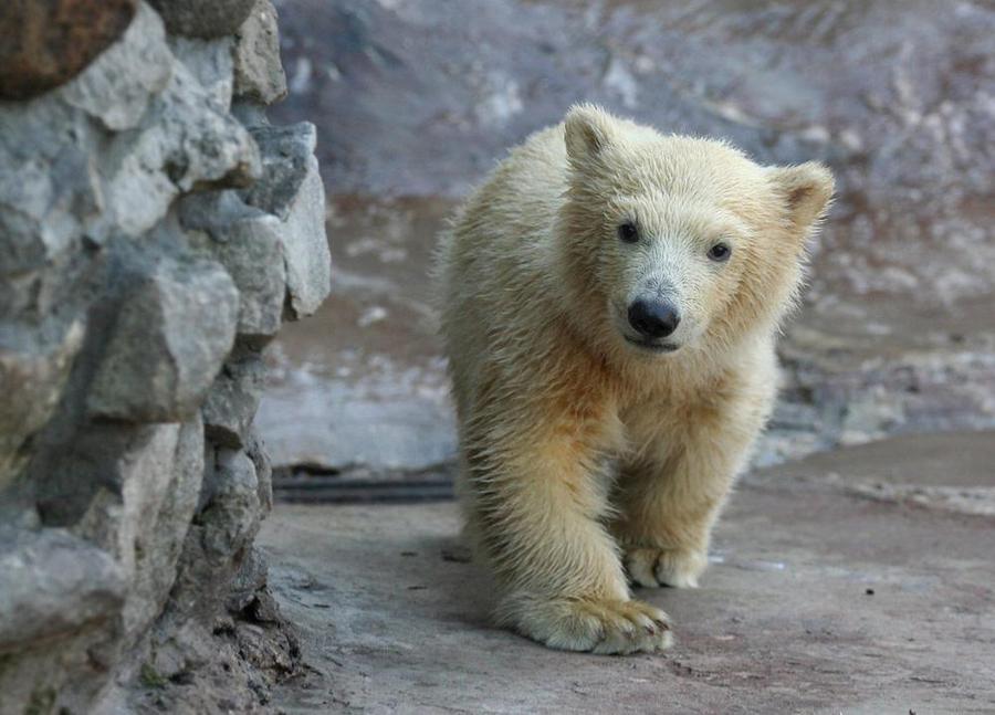 Club-footed bear