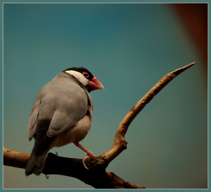 Bird watching practice | branch, bird