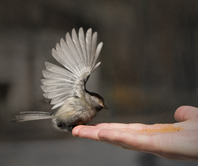 Breakfast on a hand