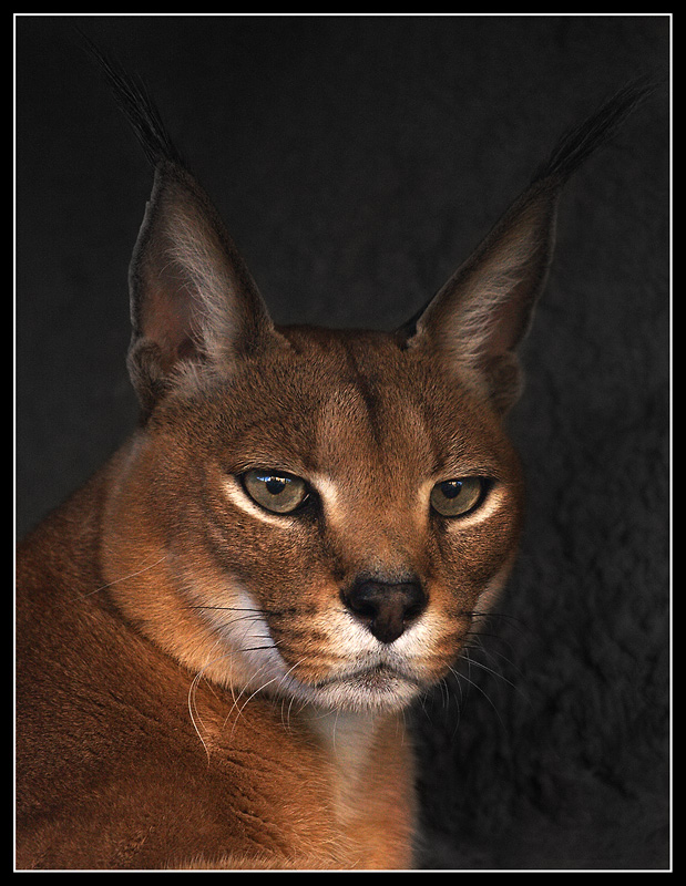 Portrait of a red cat