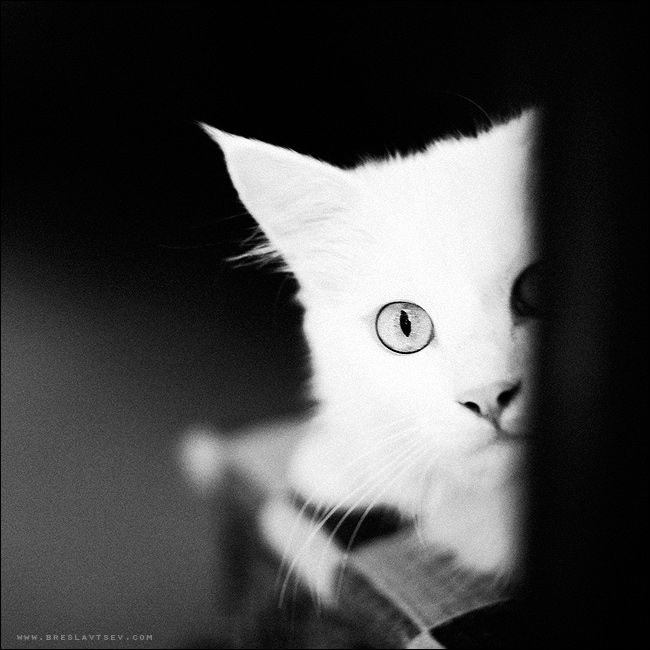 ... a cat or a kitty | black and white, cat